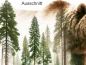 Preview: Aufkleber Walddesign Grizzly Bär - Ansicht Ausschnitt